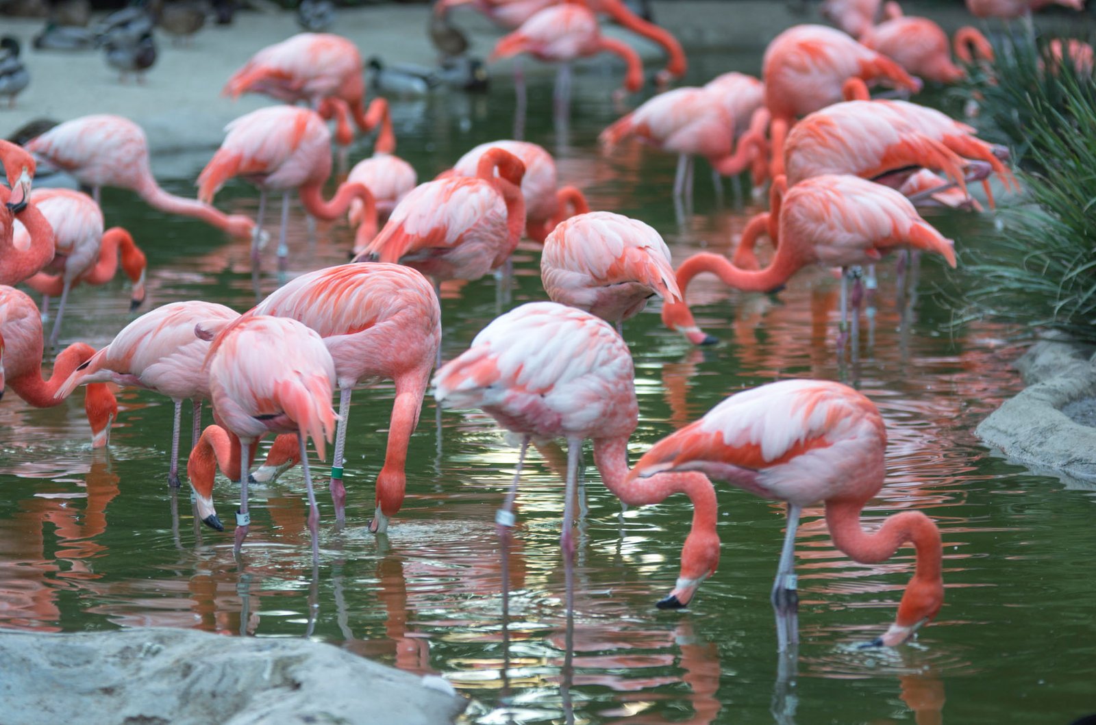 San Diego Zoo Part I 202